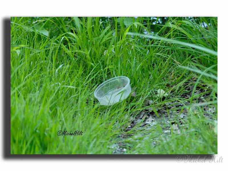 009RSC0025boite-d-asticots.jpg
