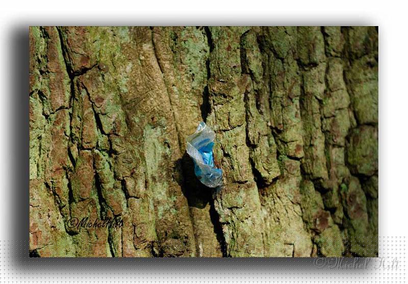 043MH0079-pollution.jpg - le papier ne s est pas enffiché tout seul dans l ecorce, le proprietaire ne pouvait il pas le garder dans sa poche et le jetter en arrivant chez lui ?