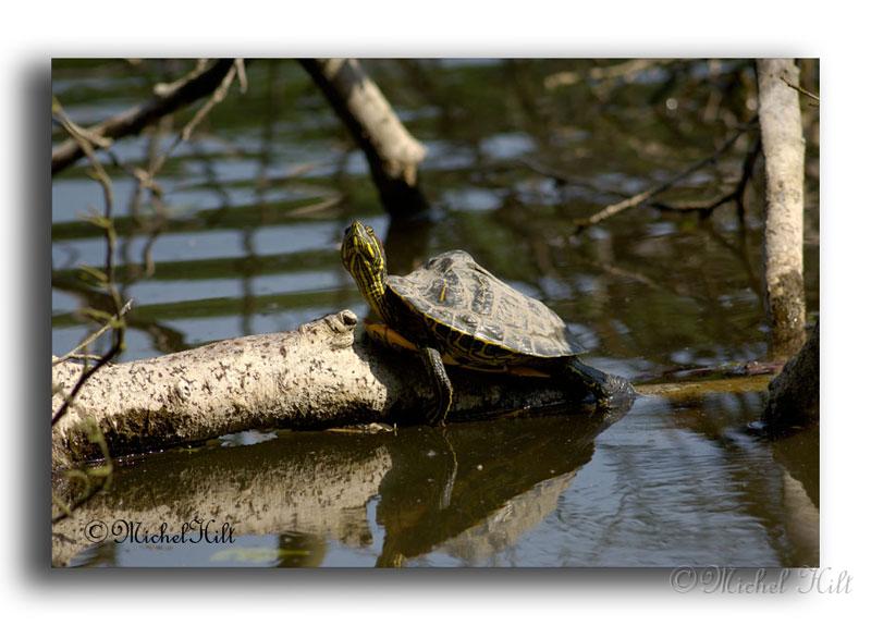 048RSC0090-tortue-de-floride.jpg