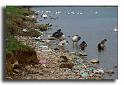002MH0209-pollutionCopie