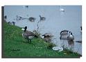 004MH31-pollution-