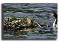 005MHgrebe-huppe-podiceps-cristatus--pollution-0090_copy