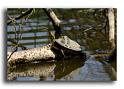 048RSC0090-tortue-de-floride