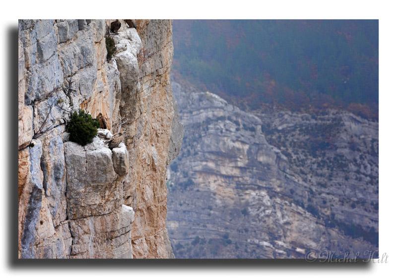 28-HMO2685-vautours-fauves--Gypus-Vulvus.jpg - ...en cette période ce qui fait le peu d oiseaux , c est que les jeunes sont partis du rochet du caire,pour le Vercors ou autre.