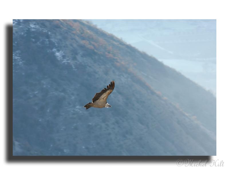 32-MH05102-vautour-fauve-gypus-fulvus.jpg