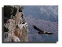 29-HMO2655-vautours-fauves--Gypus-Vulvus