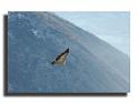 32-MH05102-vautour-fauve-gypus-fulvus