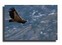 33-MH05708-vautours-fauves--Gypus-Vulvus