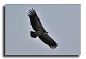35-HMO2841-vautours-fauves--Gypus-Vulvus